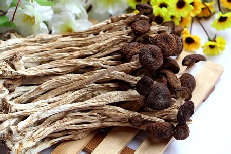 茶樹(shù)菇功效